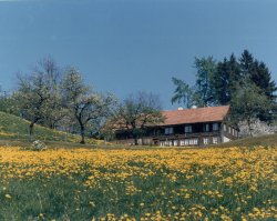 Loh mit Frühlingswiese